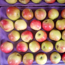 Pomme Gala sans sac pour marché Bangladesh